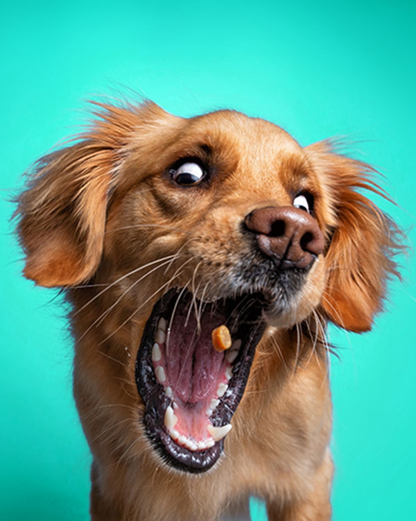 Hund