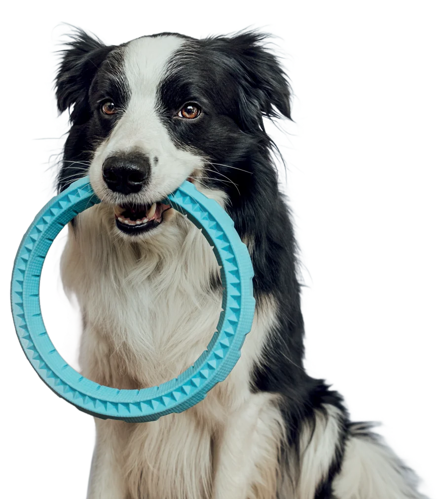 Hund mit Spielring