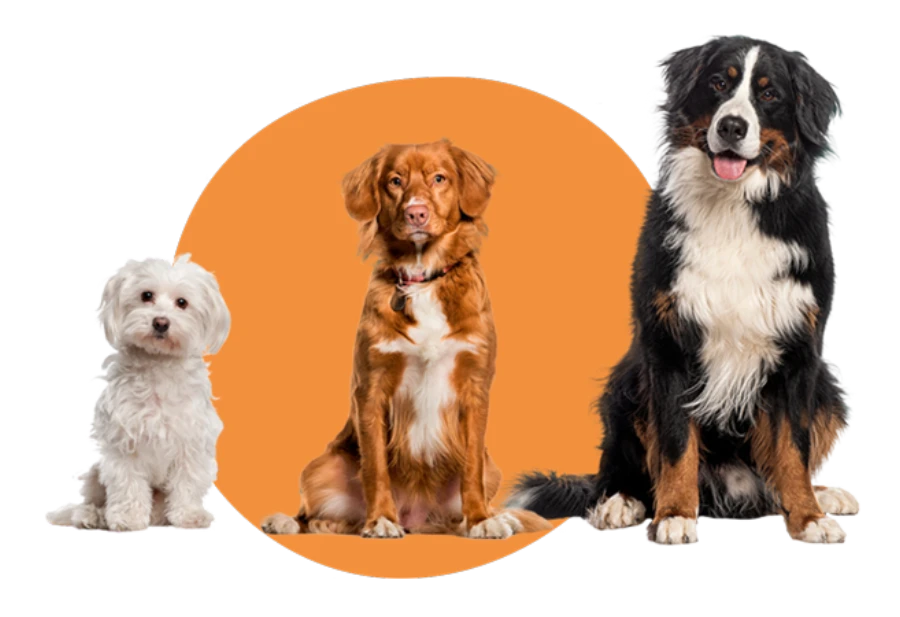 Hundegröße wählen